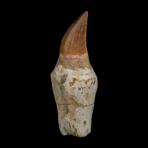 XL 3.9" Mosasaur Prognathodon Fossil Tooth Rooted Cretaceous Dinosaur Era COA - Fossil Age Minerals