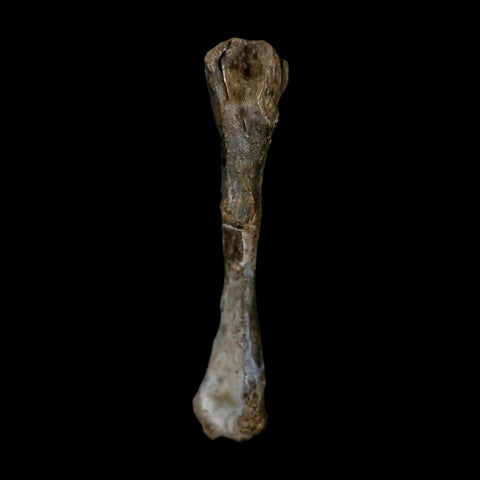 0.9" Captorhinus Aguti Fossil Femur Bone Permian Age Reptile 299 Mil Yrs Old Display COA - Fossil Age Minerals