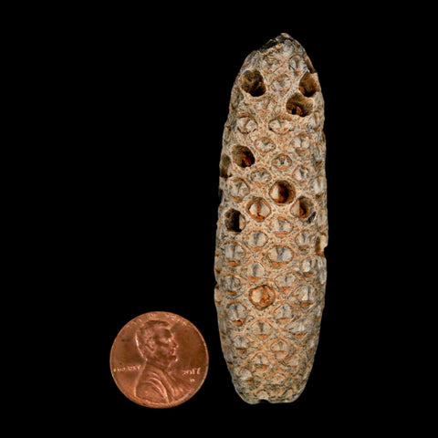 XXL 2.8" Fossil Pine Cone Equicalastrobus Replaced By Agate Eocene Age Seeds Fruit - Fossil Age Minerals