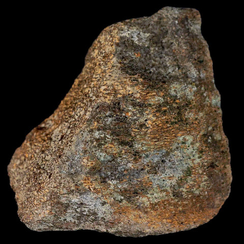 2.9" Centrosaurus Fossil Bone With Marrow Judith River Cretaceous Dinosaur MT COA - Fossil Age Minerals