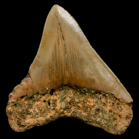2.6" Quality Megalodon Shark Tooth Serrated Fossil Natural Miocene Age COA - Fossil Age Minerals