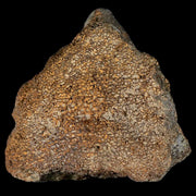 2.9" Centrosaurus Fossil Bone With Marrow Judith River Cretaceous Dinosaur MT COA
