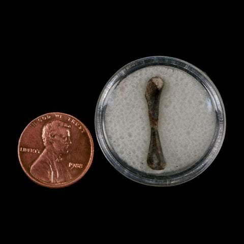 0.9" Captorhinus Aguti Fossil Femur Bone Permian Age Reptile 299 Mil Yrs Old Display COA - Fossil Age Minerals
