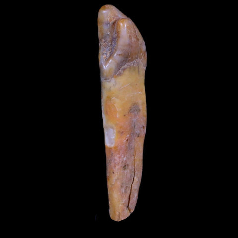 1.5" Extinct Cave Bear Ursus Spelaeus Incisor Tooth Rooted Pleistocene Age COA, Stand - Fossil Age Minerals