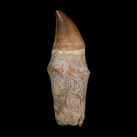 XL 3.9" Mosasaur Prognathodon Fossil Tooth Rooted Cretaceous Dinosaur Era COA - Fossil Age Minerals