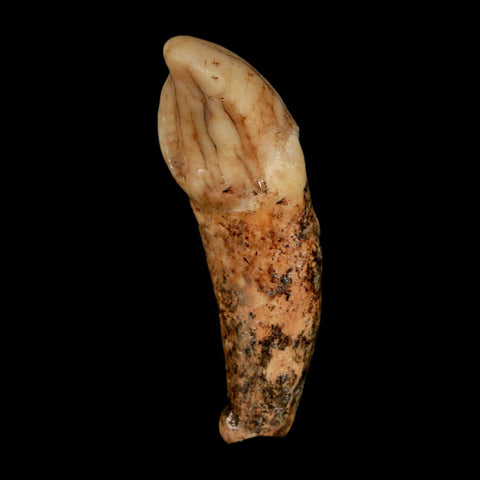 1.8" Extinct Cave Bear Ursus Spelaeus Incisor Tooth Rooted Pleistocene Age COA, Stand