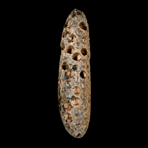 XXL 2.8" Fossil Pine Cone Equicalastrobus Replaced By Agate Eocene Age Seeds Fruit - Fossil Age Minerals