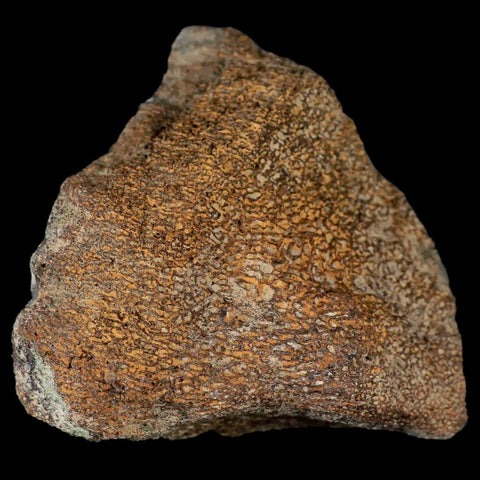 2.9" Centrosaurus Fossil Bone With Marrow Judith River Cretaceous Dinosaur MT COA - Fossil Age Minerals