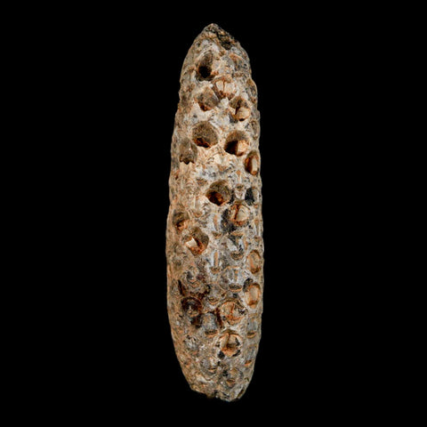 XXL 2.8" Fossil Pine Cone Equicalastrobus Replaced By Agate Eocene Age Seeds Fruit - Fossil Age Minerals