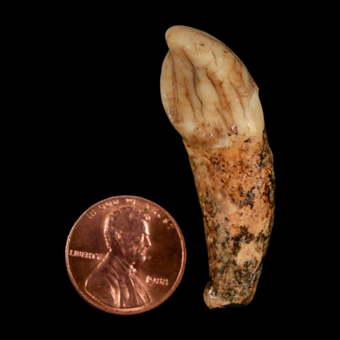 1.8" Extinct Cave Bear Ursus Spelaeus Incisor Tooth Rooted Pleistocene Age COA, Stand