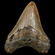 3" Quality Megalodon Shark Tooth Serrated Fossil Natural Miocene Age COA
