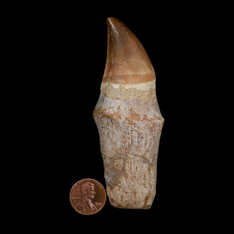 XL 3.9" Mosasaur Prognathodon Fossil Tooth Rooted Cretaceous Dinosaur Era COA - Fossil Age Minerals
