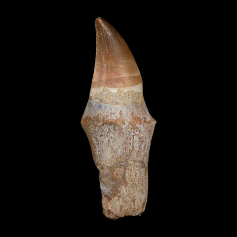 XL 3.9" Mosasaur Prognathodon Fossil Tooth Rooted Cretaceous Dinosaur Era COA - Fossil Age Minerals