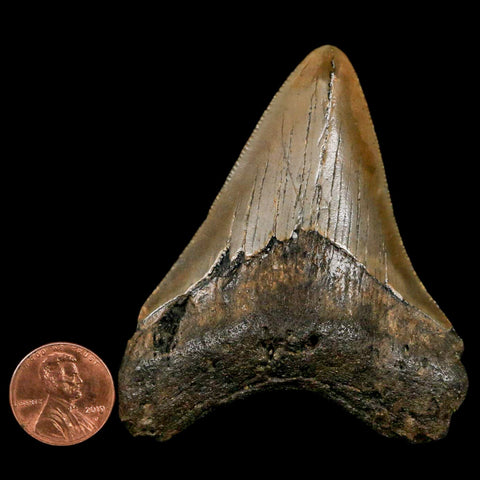 3" Quality Megalodon Shark Tooth Serrated Fossil Natural Miocene Age COA - Fossil Age Minerals