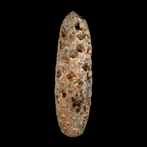 XXL 2.8" Fossil Pine Cone Equicalastrobus Replaced By Agate Eocene Age Seeds Fruit - Fossil Age Minerals