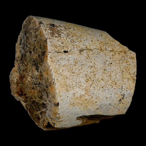 2.8" Triceratops Fossil Rib Bone Lance Creek Cretaceous Dinosaur WY COA - Fossil Age Minerals