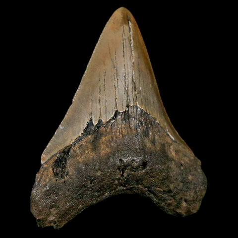 3" Quality Megalodon Shark Tooth Serrated Fossil Natural Miocene Age COA - Fossil Age Minerals