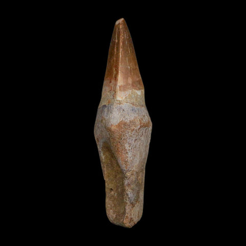 XL 3.9" Mosasaur Prognathodon Fossil Tooth Rooted Cretaceous Dinosaur Era COA - Fossil Age Minerals