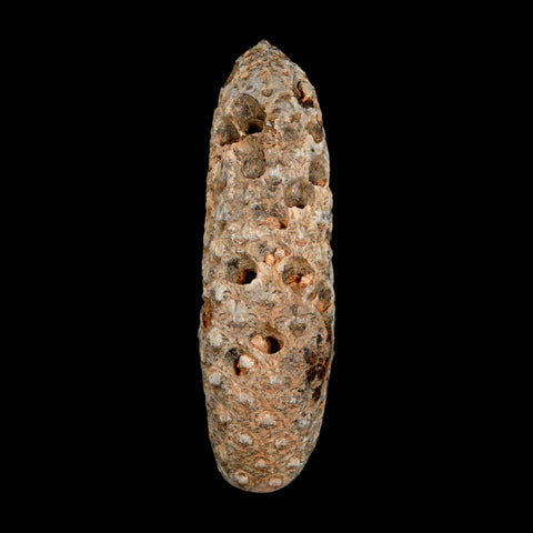XXL 2.8" Fossil Pine Cone Equicalastrobus Replaced By Agate Eocene Age Seeds Fruit - Fossil Age Minerals