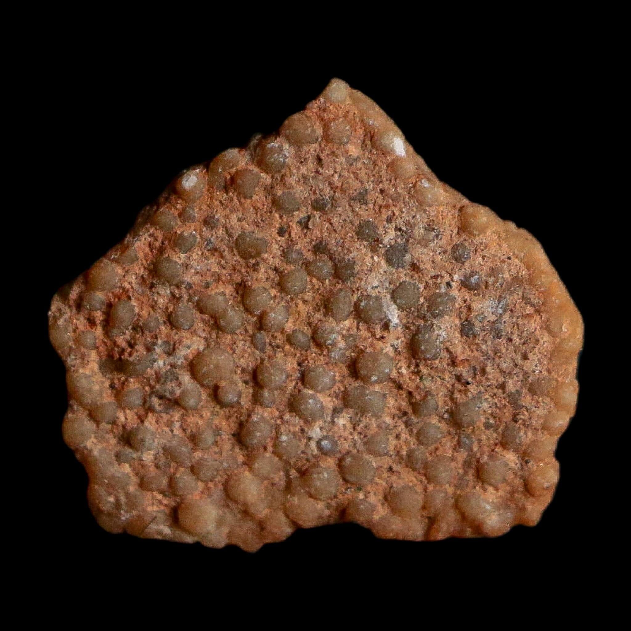 0.4" Megaloolithus Titanosaur Dinosaur Fossil Egg Shell Bouches Du Rhone France Display - Fossil Age Minerals