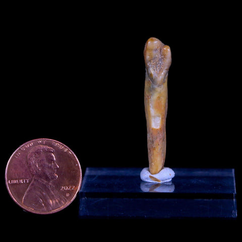 1.5" Extinct Cave Bear Ursus Spelaeus Incisor Tooth Rooted Pleistocene Age COA, Stand - Fossil Age Minerals