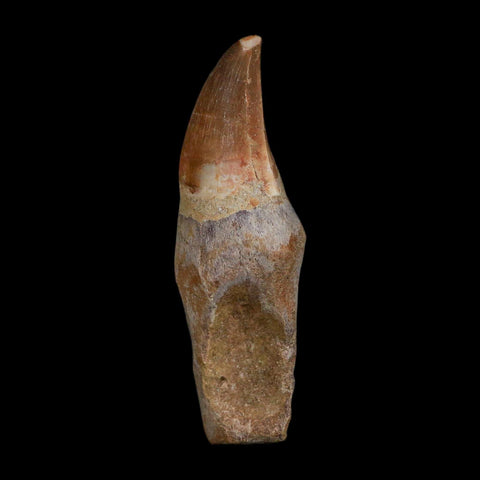 XL 3.9" Mosasaur Prognathodon Fossil Tooth Rooted Cretaceous Dinosaur Era COA - Fossil Age Minerals