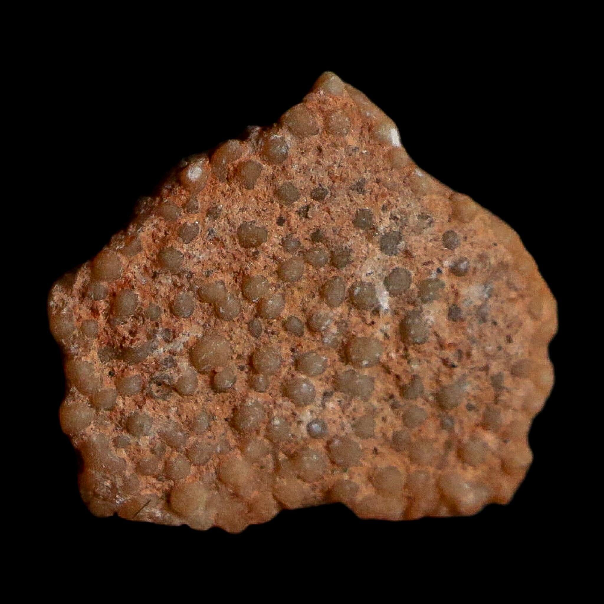 0.4" Megaloolithus Titanosaur Dinosaur Fossil Egg Shell Bouches Du Rhone France Display - Fossil Age Minerals