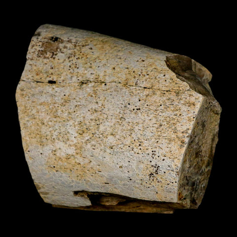 2.8" Triceratops Fossil Rib Bone Lance Creek Cretaceous Dinosaur WY COA - Fossil Age Minerals