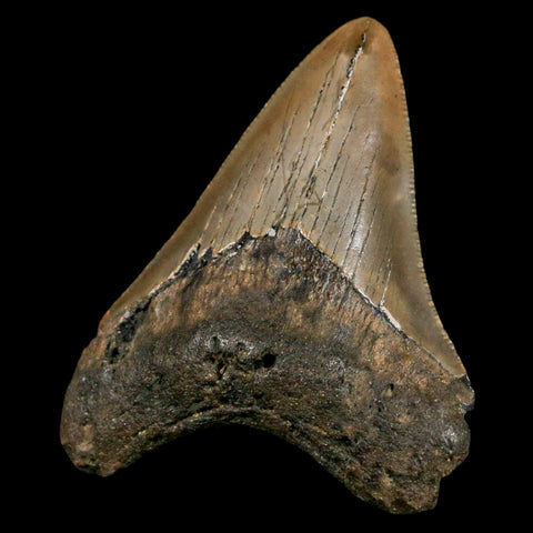 3" Quality Megalodon Shark Tooth Serrated Fossil Natural Miocene Age COA - Fossil Age Minerals