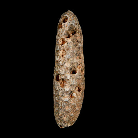 XXL 2.8" Fossil Pine Cone Equicalastrobus Replaced By Agate Eocene Age Seeds Fruit - Fossil Age Minerals