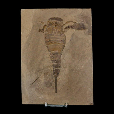 5.7" Eurypterus Sea Scorpion Fossil Eurypterid Silurian 420 Mil Yrs Old New York Stand