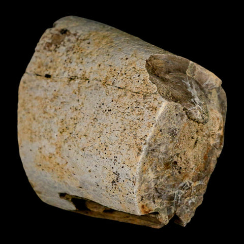 2.8" Triceratops Fossil Rib Bone Lance Creek Cretaceous Dinosaur WY COA - Fossil Age Minerals