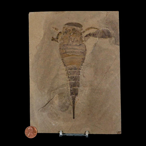 5.7" Eurypterus Sea Scorpion Fossil Eurypterid Silurian 420 Mil Yrs Old New York Stand
