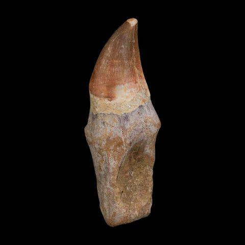 XL 3.9" Mosasaur Prognathodon Fossil Tooth Rooted Cretaceous Dinosaur Era COA - Fossil Age Minerals