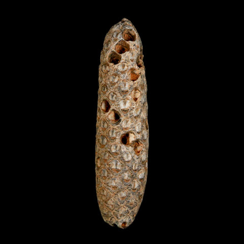 XXL 2.8" Fossil Pine Cone Equicalastrobus Replaced By Agate Eocene Age Seeds Fruit - Fossil Age Minerals