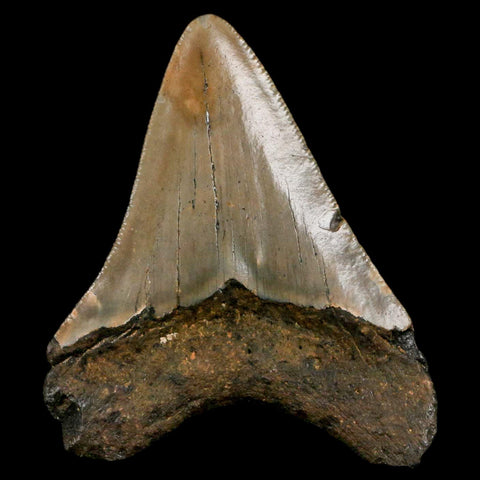 3" Quality Megalodon Shark Tooth Serrated Fossil Natural Miocene Age COA - Fossil Age Minerals