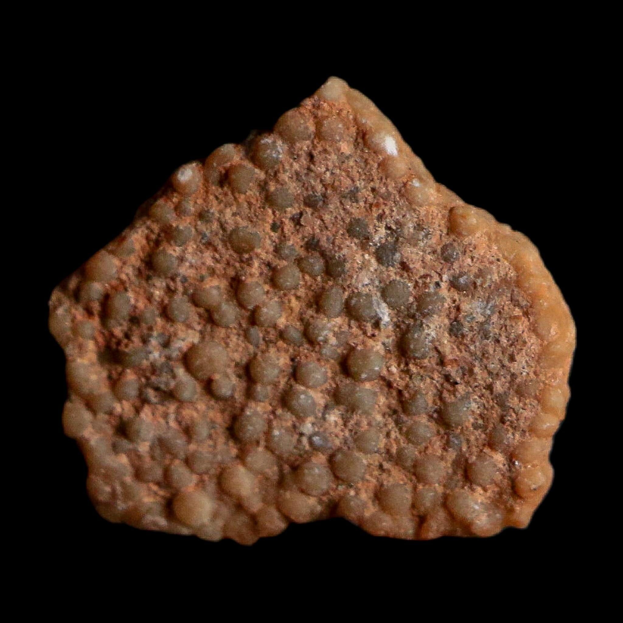 0.4" Megaloolithus Titanosaur Dinosaur Fossil Egg Shell Bouches Du Rhone France Display - Fossil Age Minerals