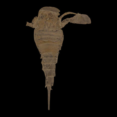 5.7" Eurypterus Sea Scorpion Fossil Eurypterid Silurian 420 Mil Yrs Old New York Stand