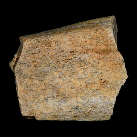 2.8" Triceratops Fossil Rib Bone Lance Creek Cretaceous Dinosaur WY COA - Fossil Age Minerals