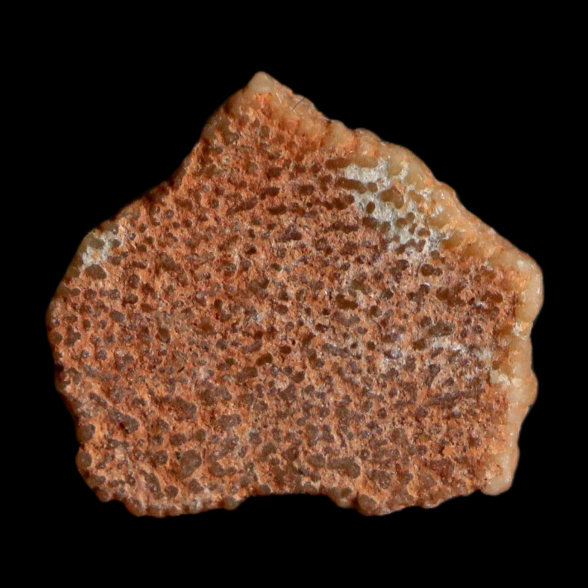 0.4" Megaloolithus Titanosaur Dinosaur Fossil Egg Shell Bouches Du Rhone France Display - Fossil Age Minerals