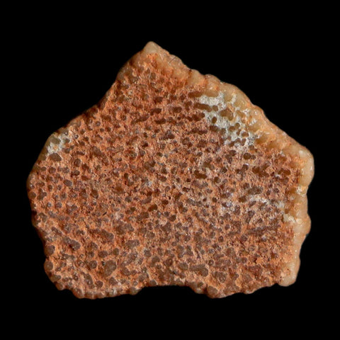 0.4" Megaloolithus Titanosaur Dinosaur Fossil Egg Shell Bouches Du Rhone France Display