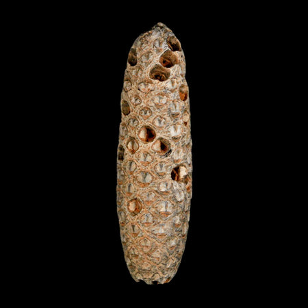 XXL 2.8" Fossil Pine Cone Equicalastrobus Replaced By Agate Eocene Age Seeds Fruit