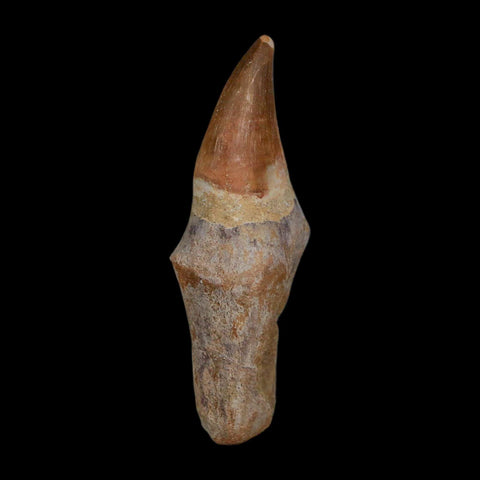 XL 3.9" Mosasaur Prognathodon Fossil Tooth Rooted Cretaceous Dinosaur Era COA - Fossil Age Minerals