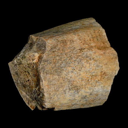 2.8" Triceratops Fossil Rib Bone Lance Creek Cretaceous Dinosaur WY COA