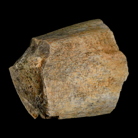 2.8" Triceratops Fossil Rib Bone Lance Creek Cretaceous Dinosaur WY COA - Fossil Age Minerals