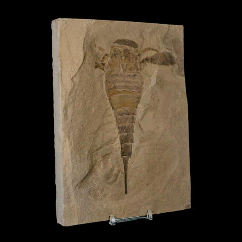 5.7" Eurypterus Sea Scorpion Fossil Eurypterid Silurian 420 Mil Yrs Old New York Stand