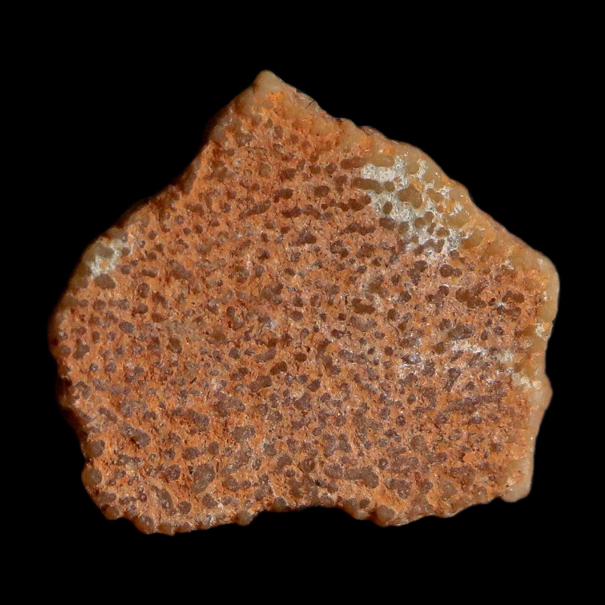 0.4" Megaloolithus Titanosaur Dinosaur Fossil Egg Shell Bouches Du Rhone France Display - Fossil Age Minerals