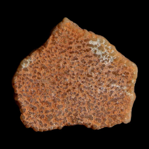 0.4" Megaloolithus Titanosaur Dinosaur Fossil Egg Shell Bouches Du Rhone France Display