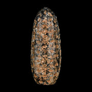 XL 2.2" Fossil Pine Cone Equicalastrobus Replaced By Agate Eocene Age Seeds Fruit