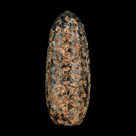 XL 2.2" Fossil Pine Cone Equicalastrobus Replaced By Agate Eocene Age Seeds Fruit